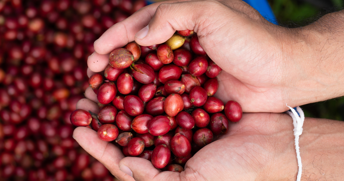 Cà phê Robusta là gì?