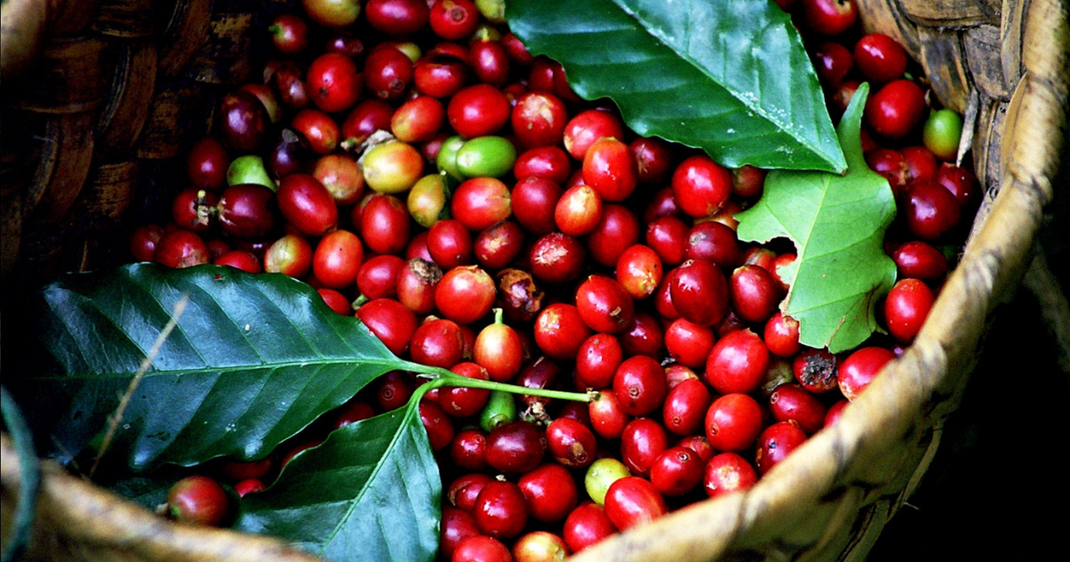 Tìm hiểu về vị chua trong cà phê