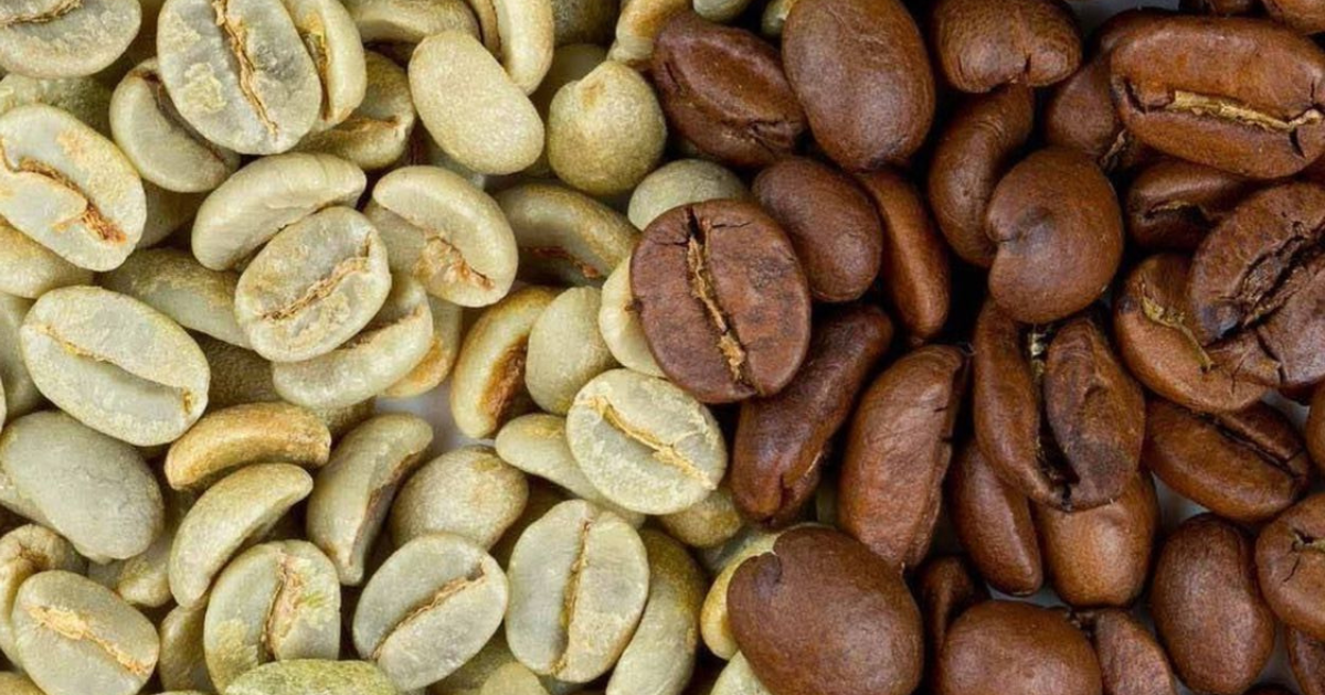 Tiêu chuẩn đánh giá cà phê nhân xanh chuẩn chất lượng