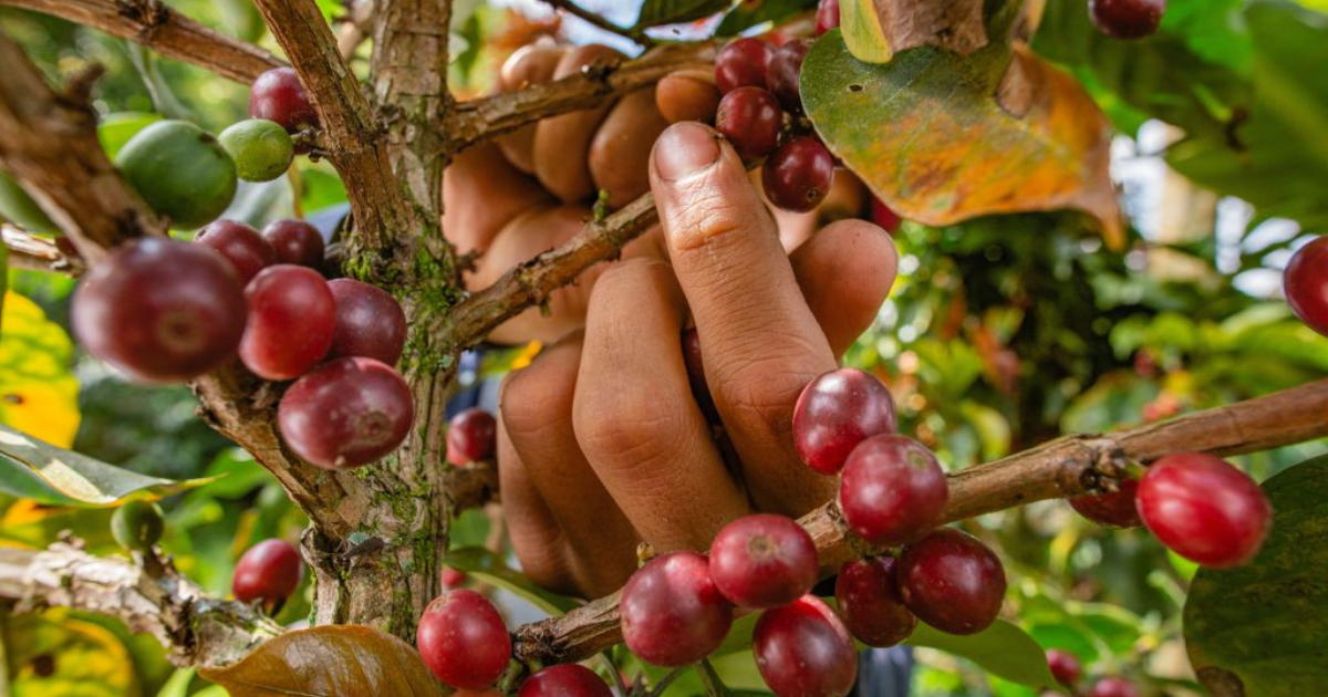 Cà phê có vị ngọt và hương trái cây tự nhiên là gì?