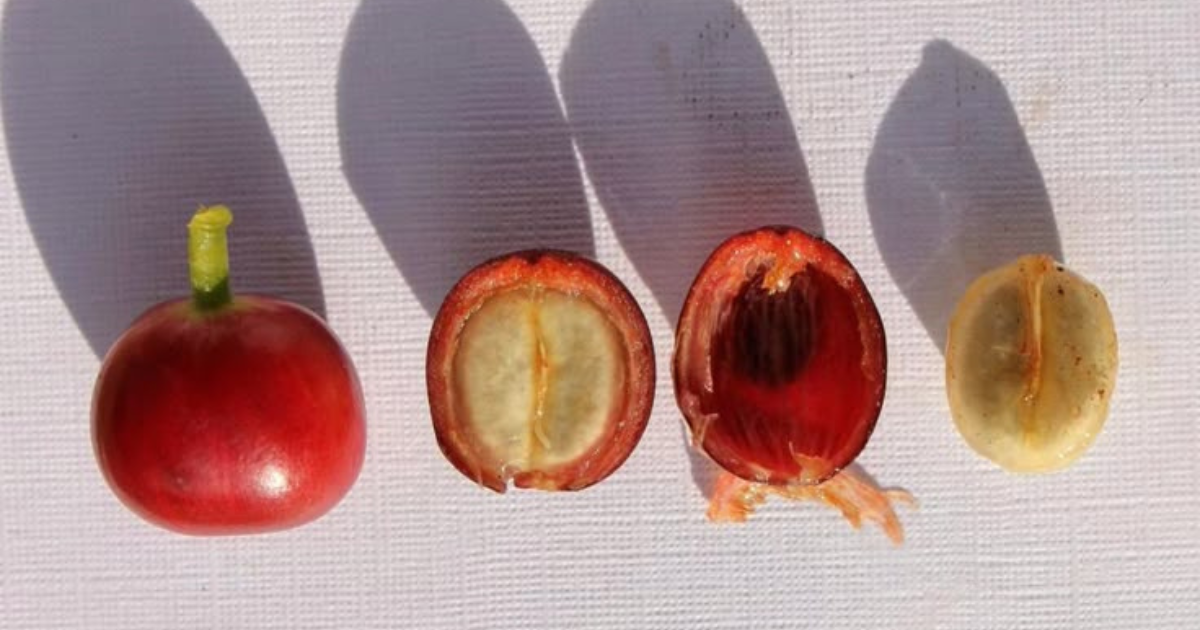 Ưu điểm và nhược điểm của các phương pháp thu hoạch cà phê