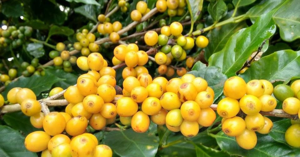 Tỷ lệ chín của cà phê là gì?