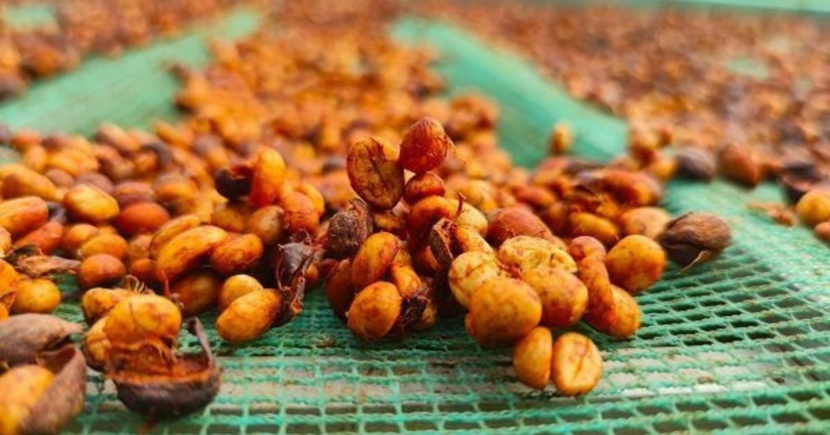 Sơ chế cà phê mật ong