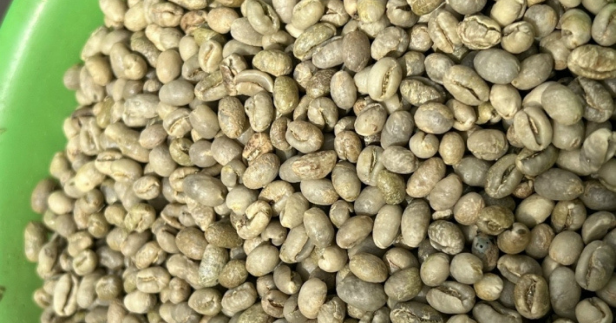 Đặc điểm cà phê Culi