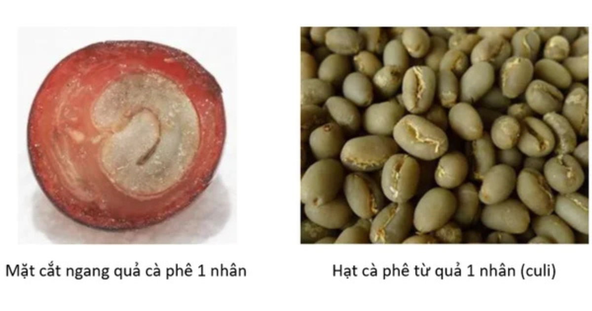 Cà phê Culi là gì?