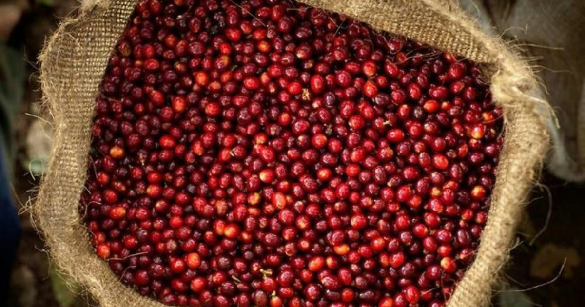 Quả cà phê chín đỏ là gì và vì sao được ưu tiên tuyển chọn?
