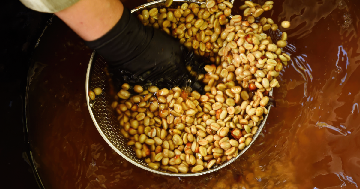 Quy trình lên men dịch quả Mosto trong chế biến cà phê đặc sản