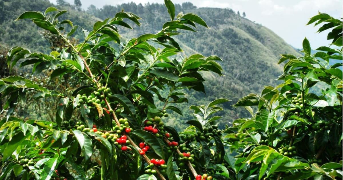 Ảnh hưởng của vùng trồng đến hương vị cà phê