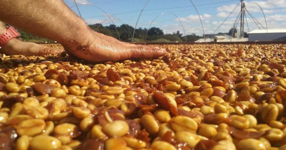Sơ chế cà phê mật ong có thật sự dùng mật ong không?