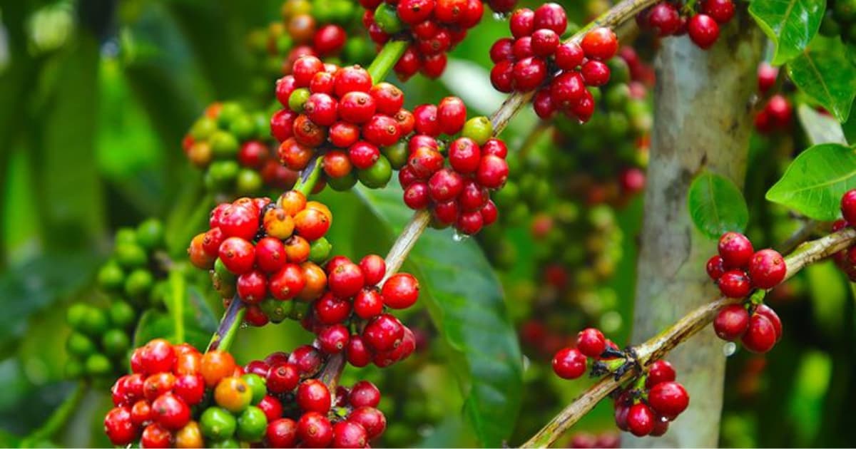 Tỷ lệ chín của cà phê khi thu hoạch quan trọng như thế nào?