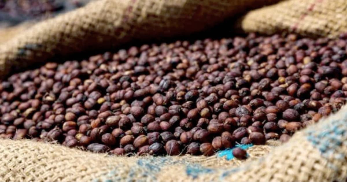 Phương pháp sơ chế khô cà phê diễn ra như thế nào?