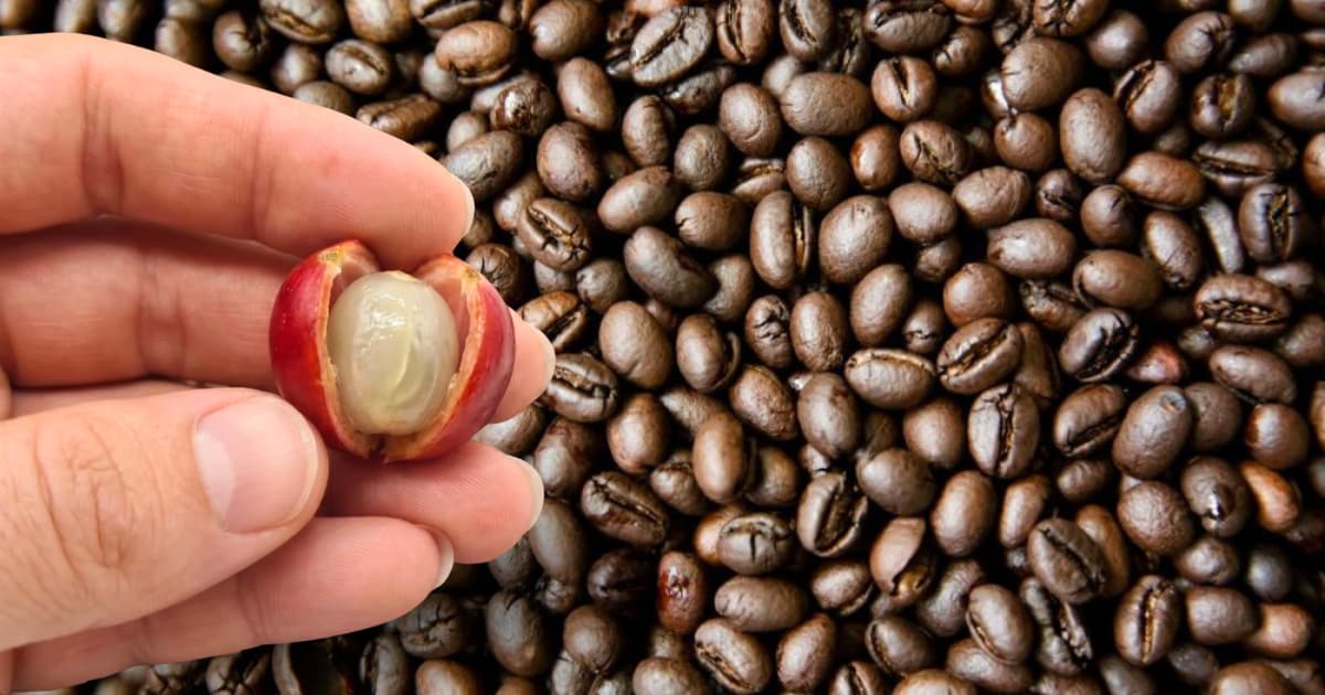 Cà phê Culi - Đột biến tự nhiên hay giống cà phê riêng biệt?