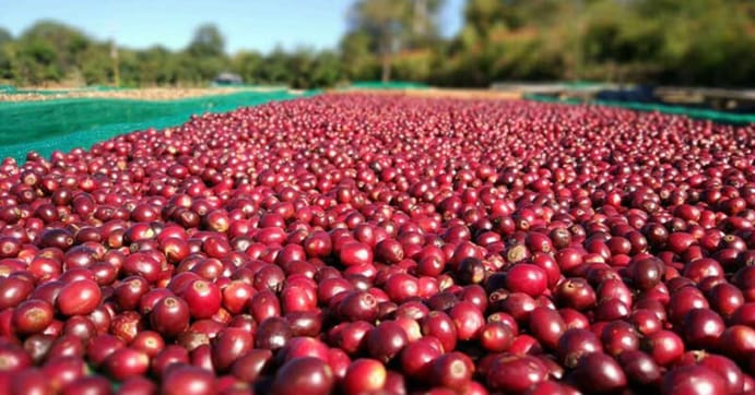 Phát Thành Coffee