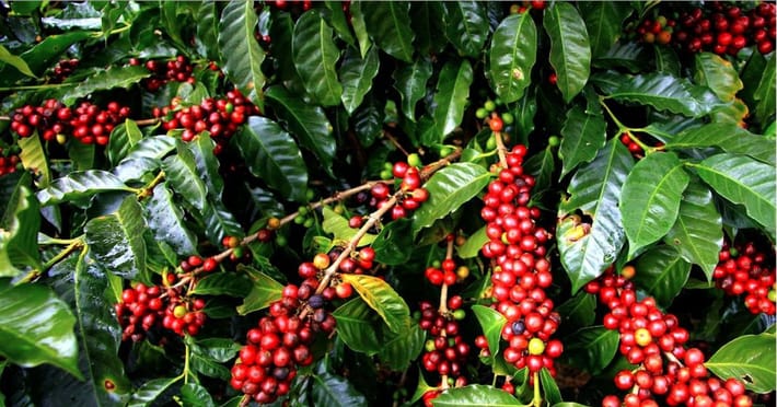 Phát Thành Coffee